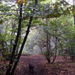 Lovely morning walk through Highnam woods
