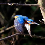 Stunning kingfisher bird - photo